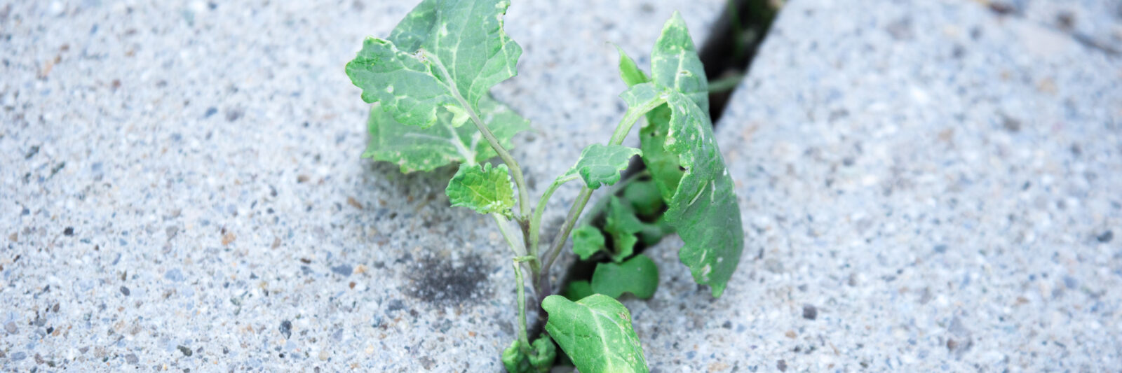 Our Cultivate Business Consulting program represented by Wild plants growing from a stone floor