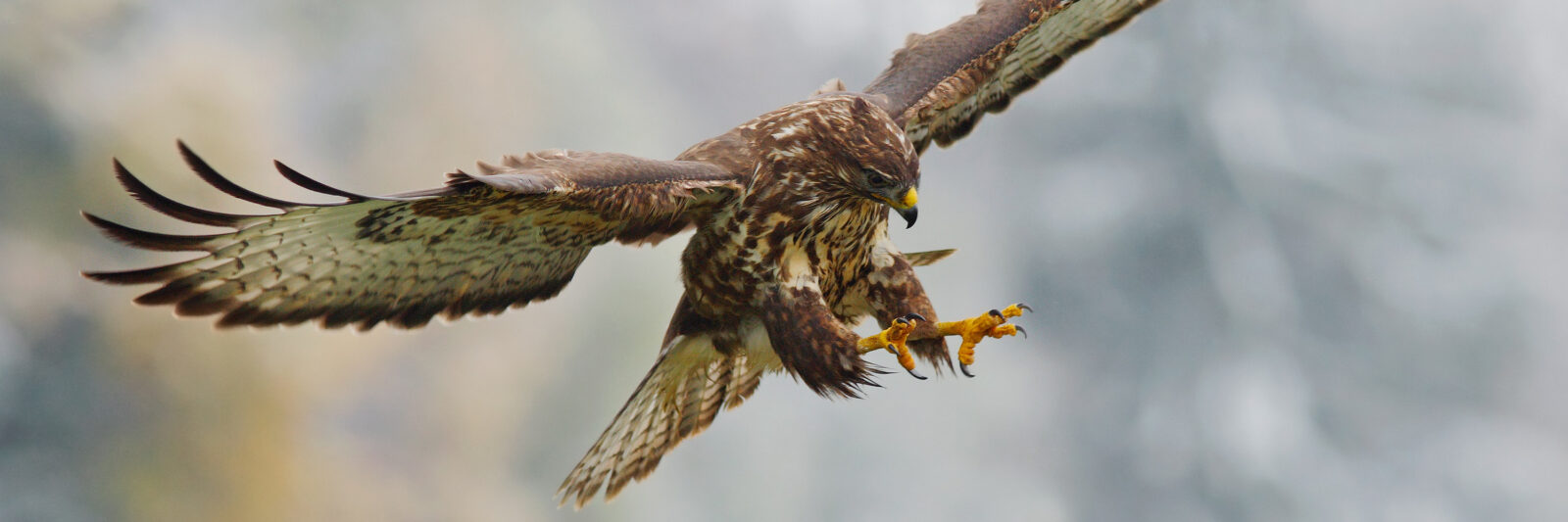 Our Attitude Business Consulting Program represented by a Diving Hawk