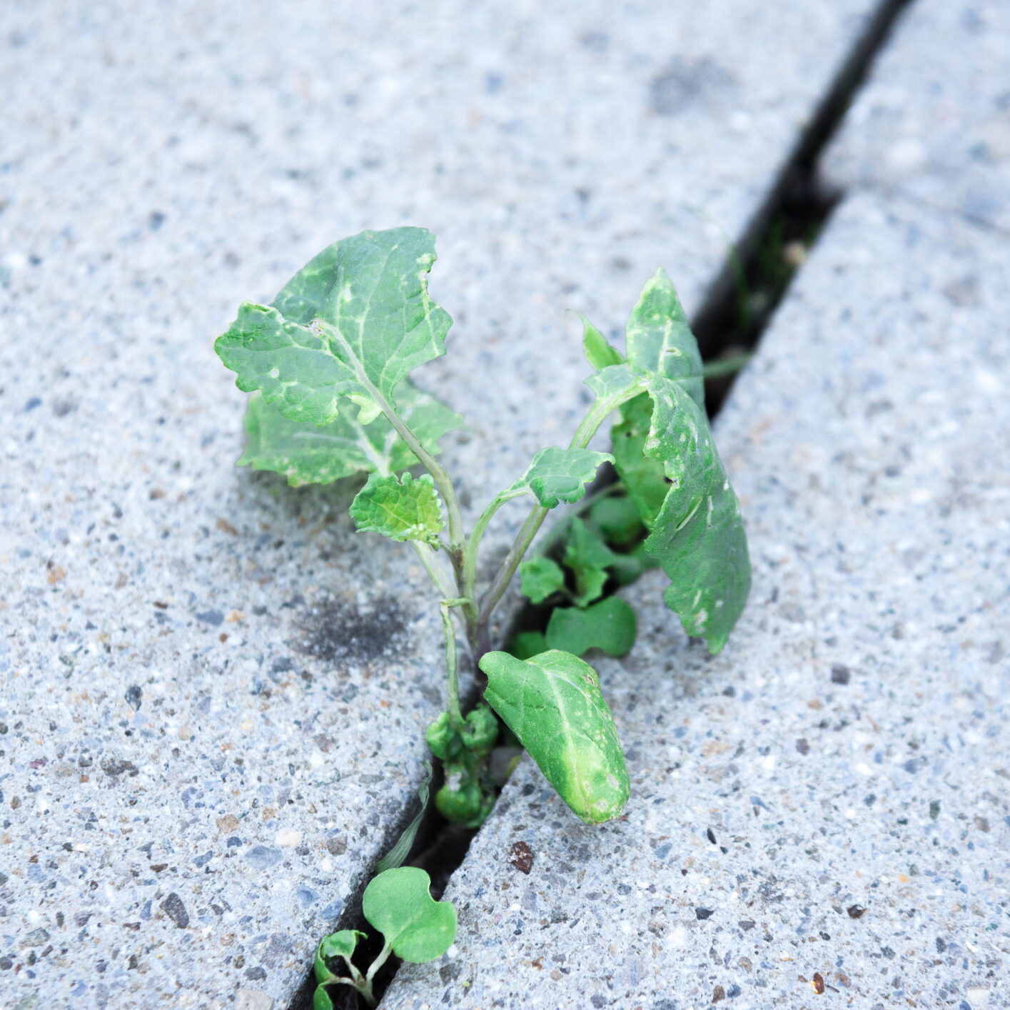 Our Cultivate Business Consulting program represented by Wild plants growing from a stone floor