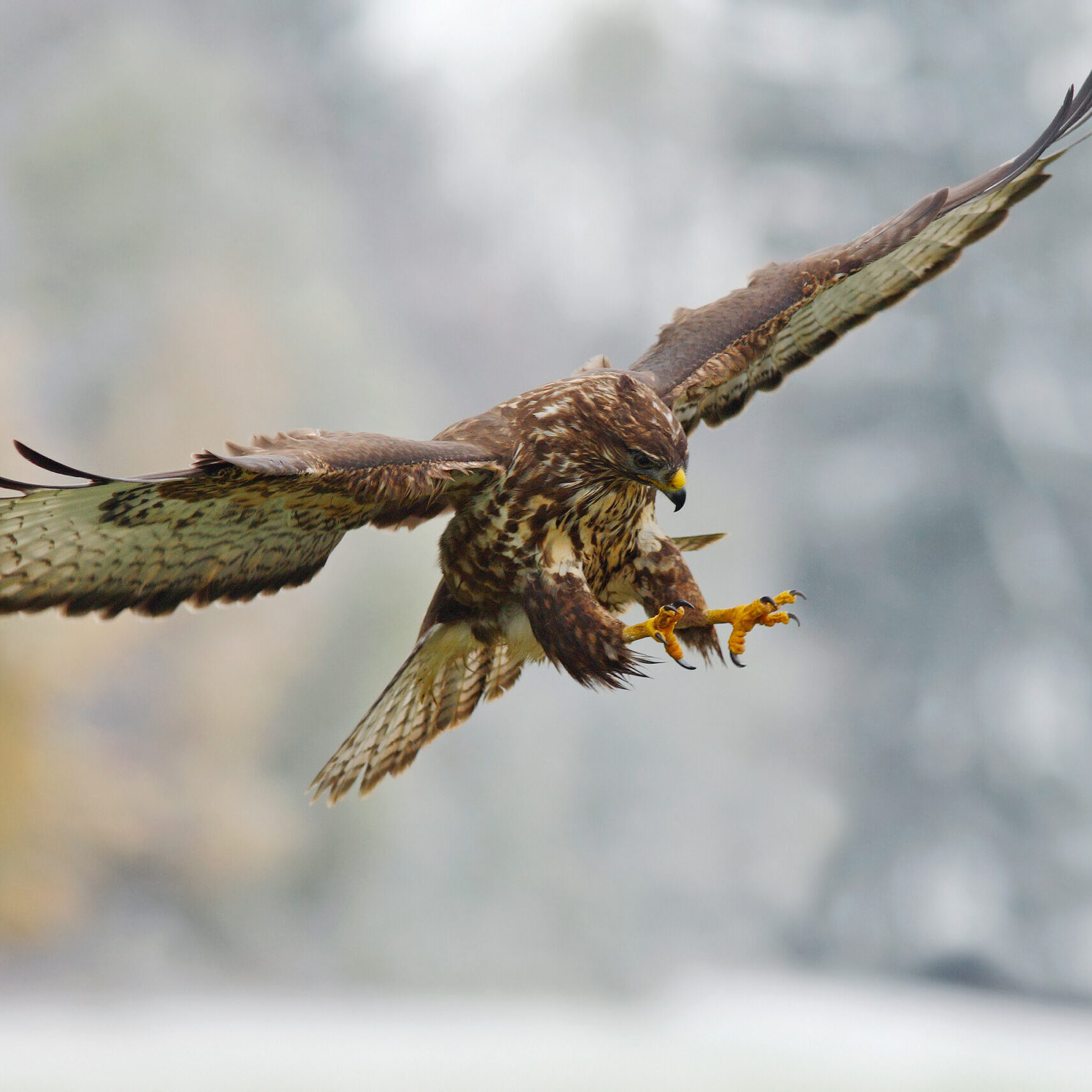 Our Attitude Business Consulting Program represented by a Diving Hawk